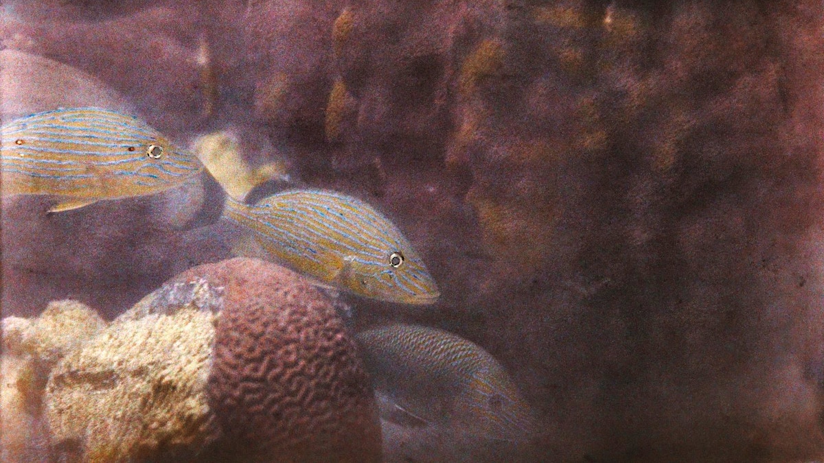 These were the first underwater photos to reveal the ocean floor—in full color These were the first underwater photos to reveal the ocean floor—in full color