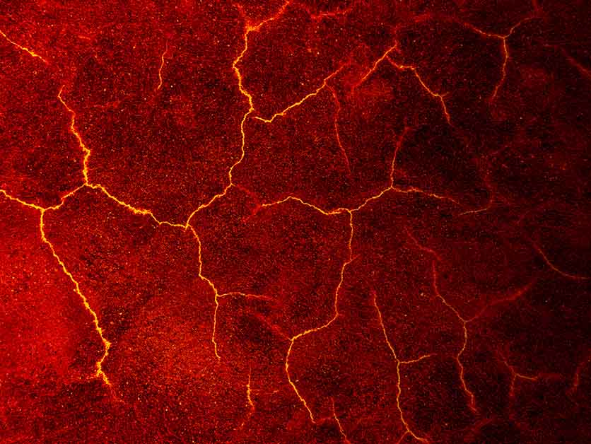 From the Volcanic Crater to the Lab: A Lesson in Survival – Life Sciences | Weizmann Wonder Wander