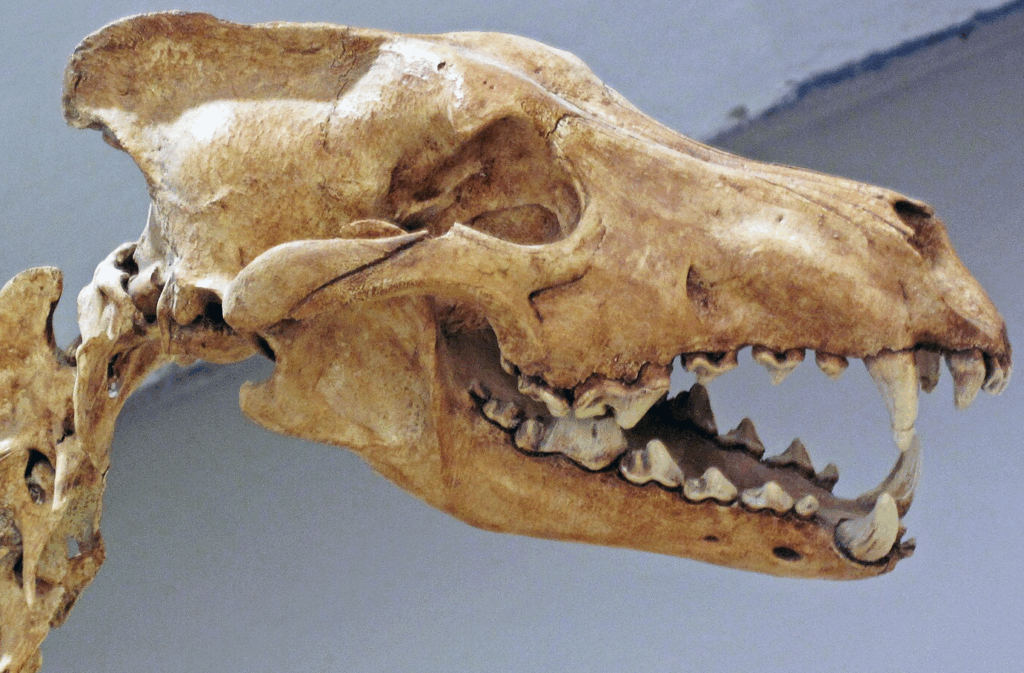 The resurrection of the dire wolf is phony, but Colossal Biosciences de-extinction research could revolutionize drug development and healthcare