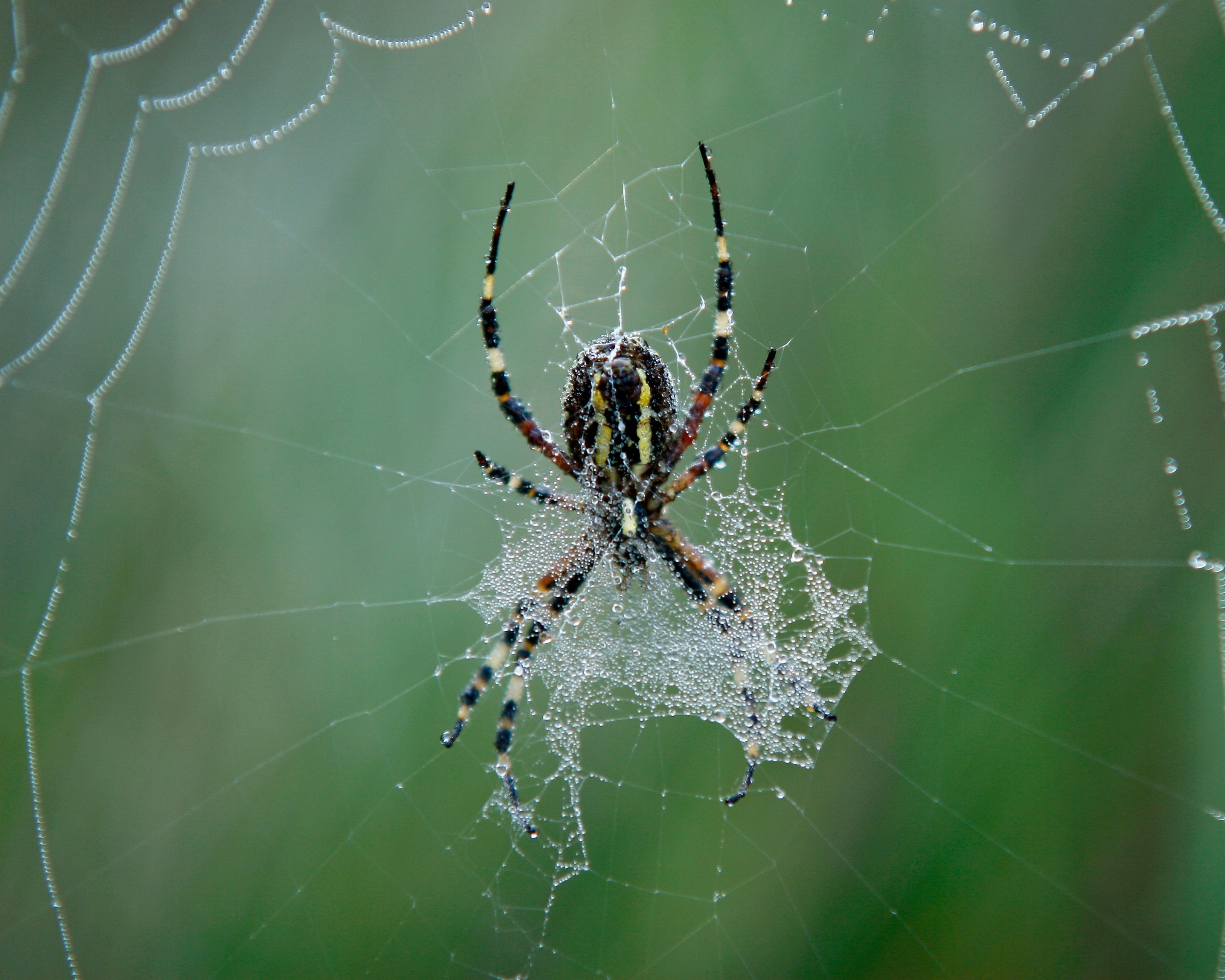 Spiders use web decorations to detect prey more easily