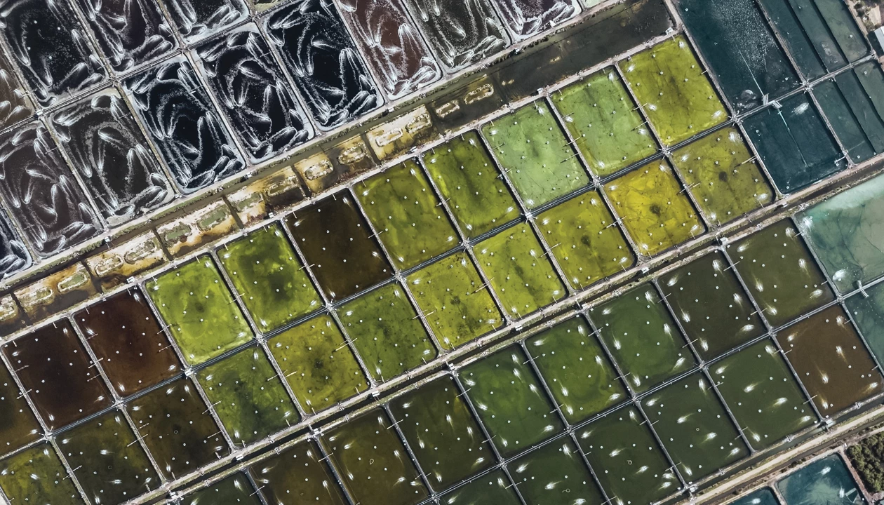 Peptobiotics aims at alternative antibiotics for agriculture