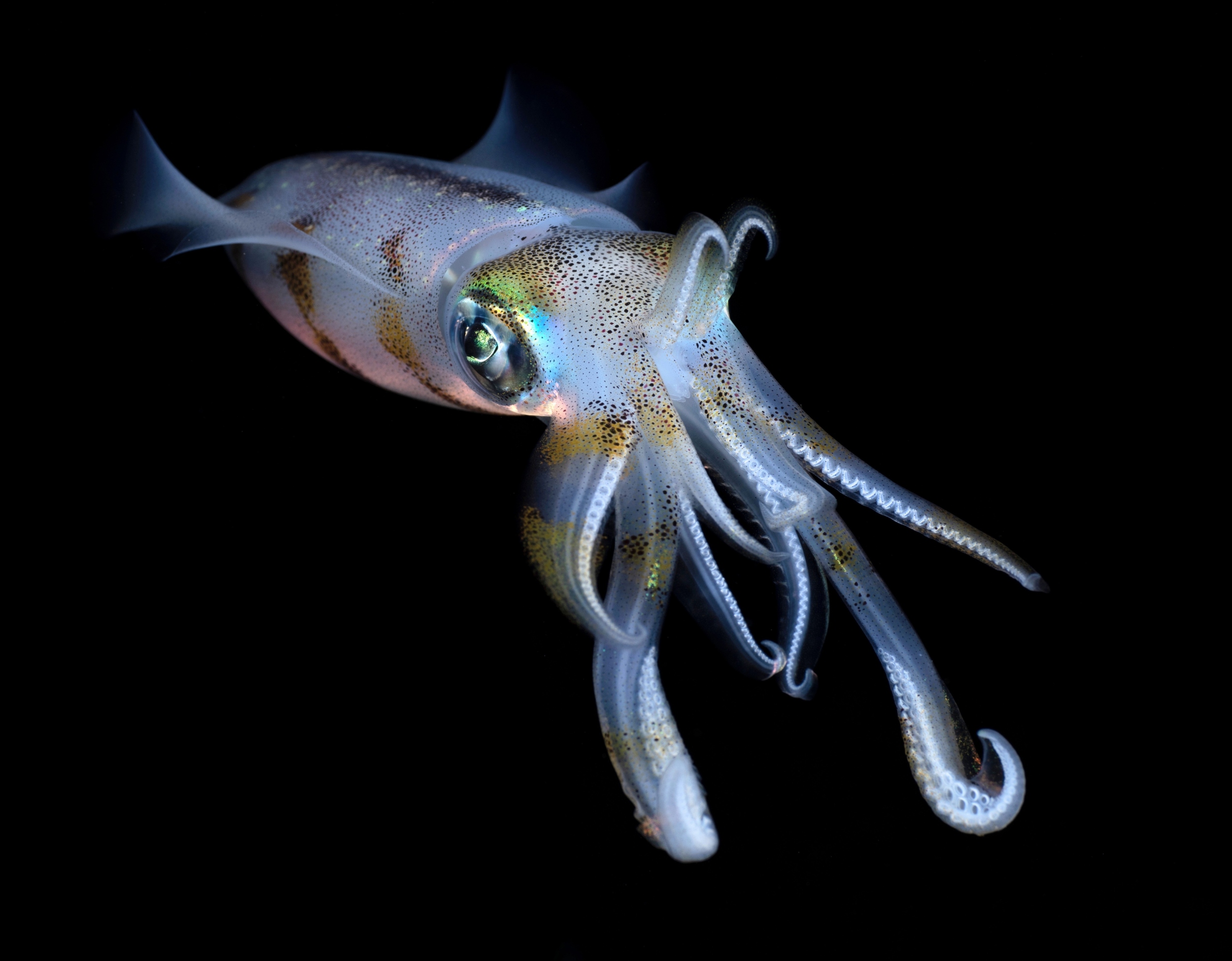 ‘Living fossil’ reveals ancient link between squids and octopuses