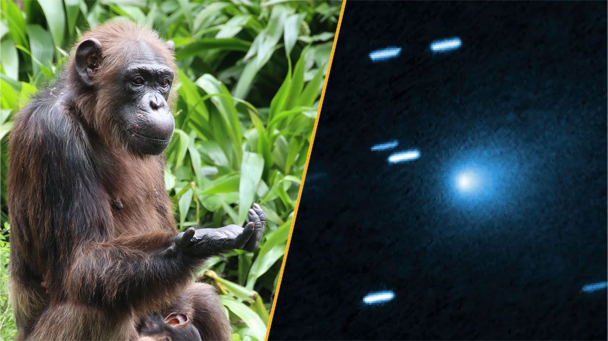 Science news this week: Thinking chimps and color-changing comets Science news this week: Thinking chimps and color-changing comets