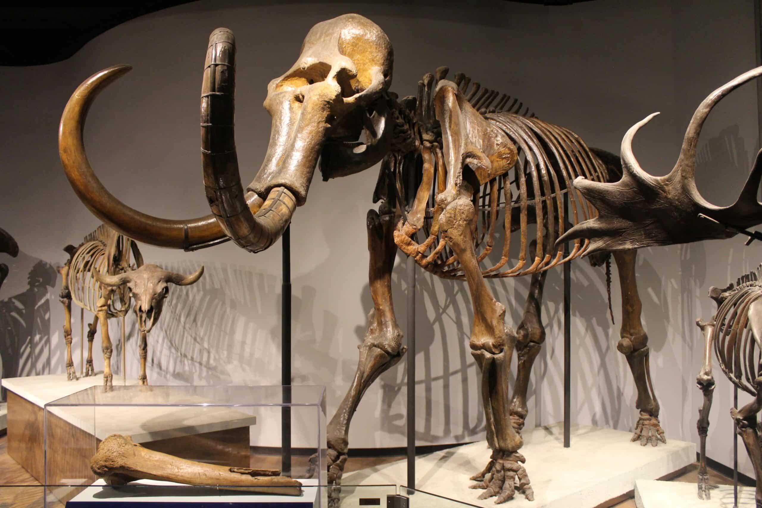 Scientists Recover World’s Oldest RNA From Permafrost-Preserved Woolly Mammoth