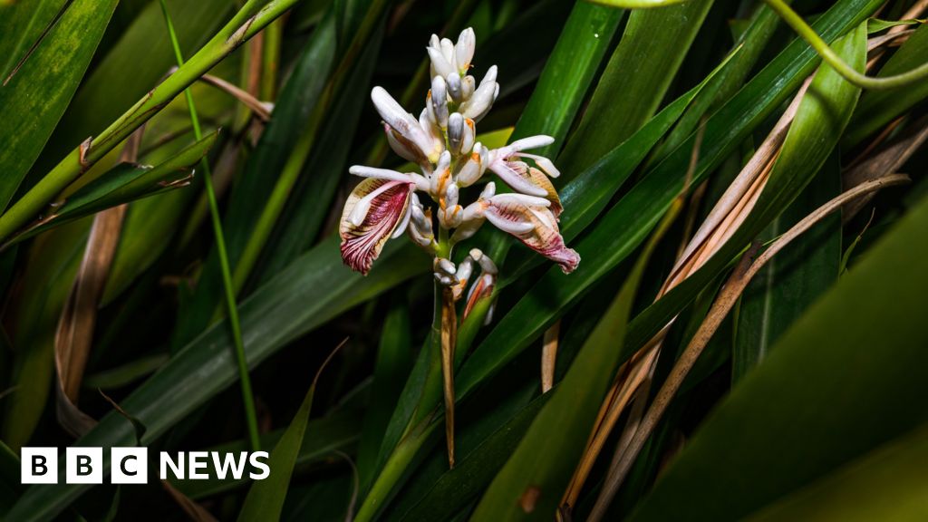 Can tech help cardamom farmers?