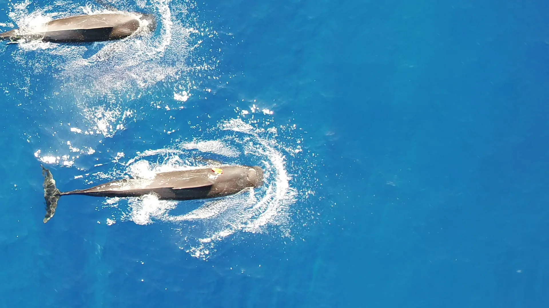 New research uncovers the massive squid diet of Hawaiian pilot whales New research uncovers the massive squid diet of Hawaiian pilot whales