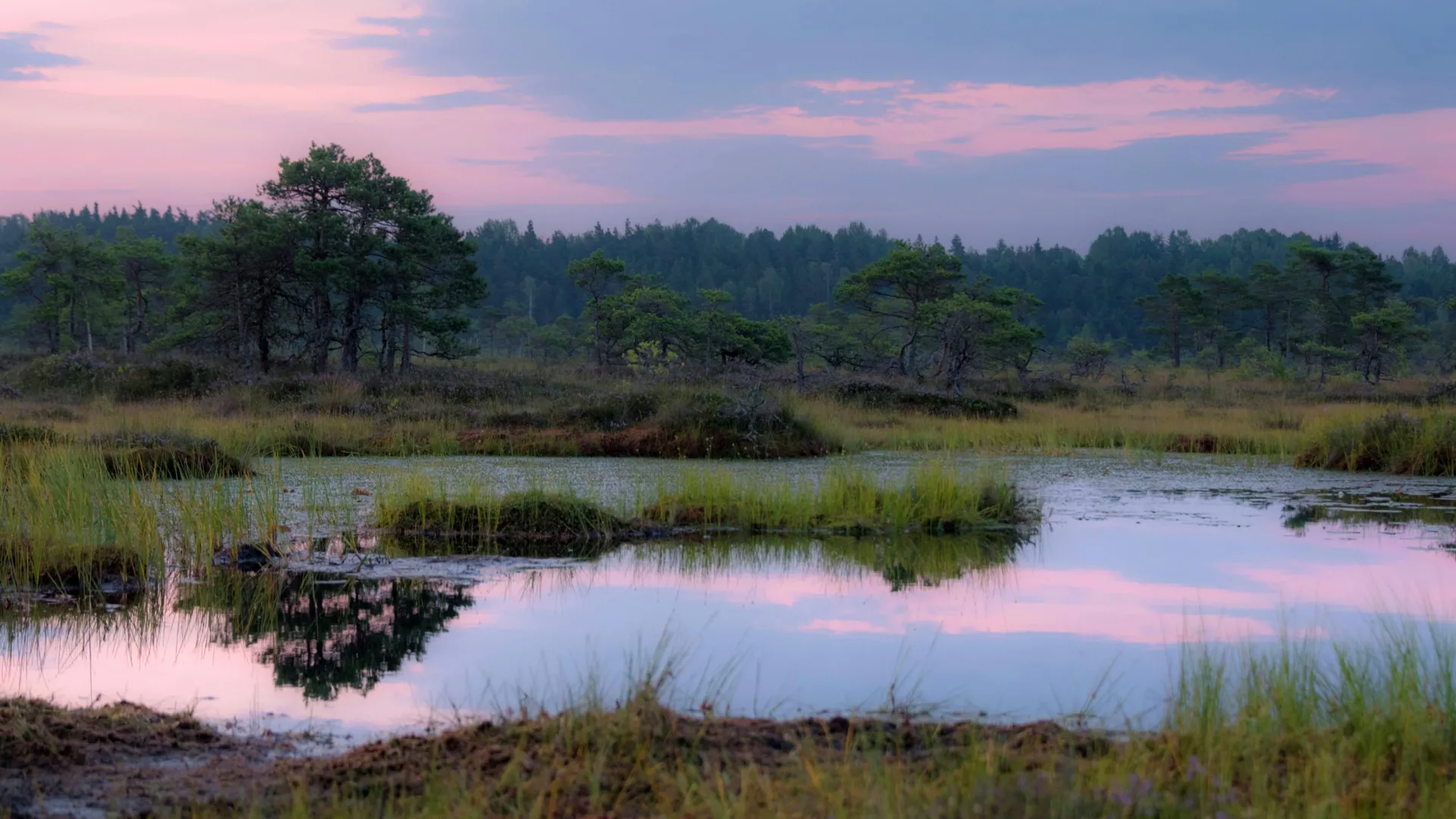 Ancient bogs reveal a hidden 15,000-year climate shift Ancient bogs reveal a hidden 15,000-year climate shift