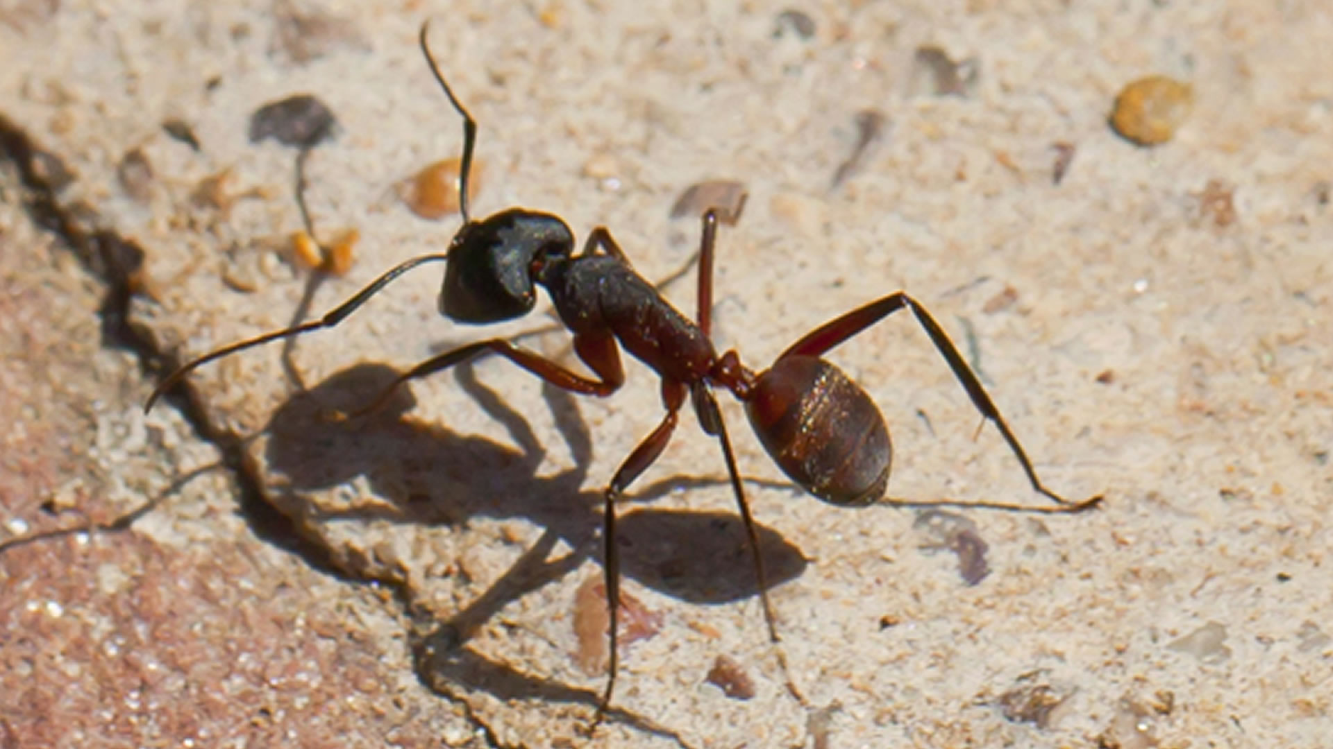 Robots get new ‘brain’ inspired by birds, ants to navigate without GPS