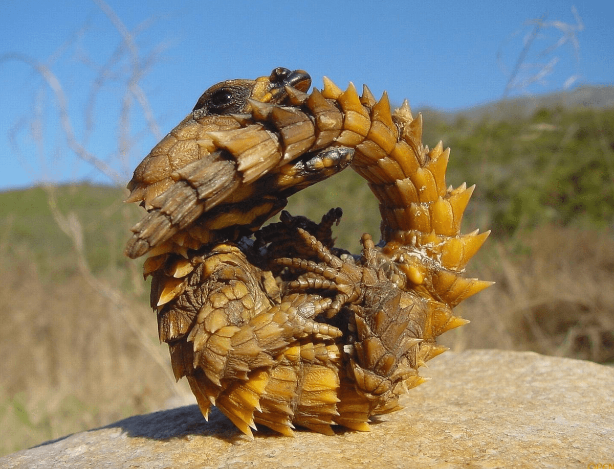 Nature’s weirdest defenders: From blood-shooting lizards to slime-spewing fish, 10 creatures that fight back dirty if attacked Nature’s weirdest defenders: From blood-shooting lizards to slime-spewing fish, 10 creatures that fight back dirty if attacked