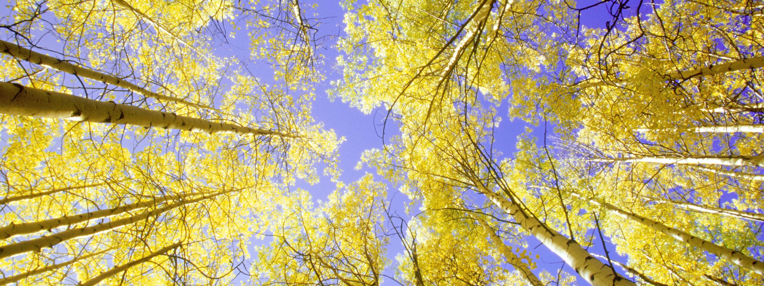 White & Case wins four “Deal of the Year” awards at IJGlobal Investor APAC Awards 2025