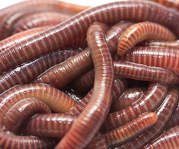 Worms to be sent to ISS for space medicine experiment in 2026 Worms to be sent to ISS for space medicine experiment in 2026