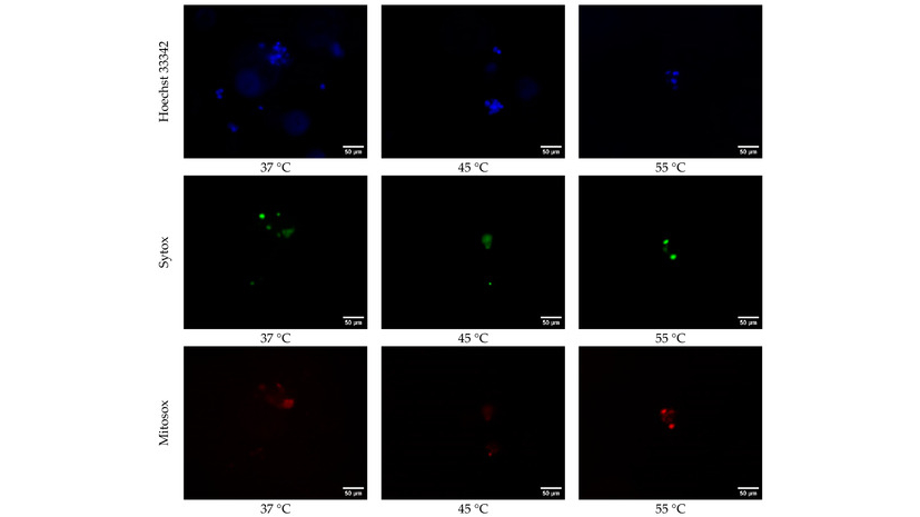 Texas A&M Uses 3D Bioprinting to Study Lung Cells in Extreme Flight Conditions