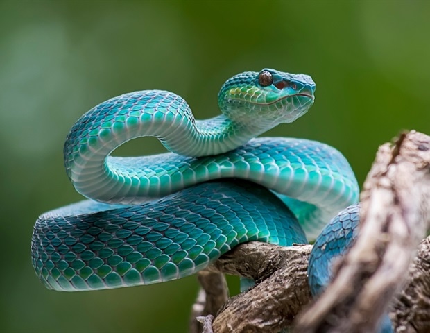 Researchers use genetic engineering to create “product-ready” snakebite antivenom