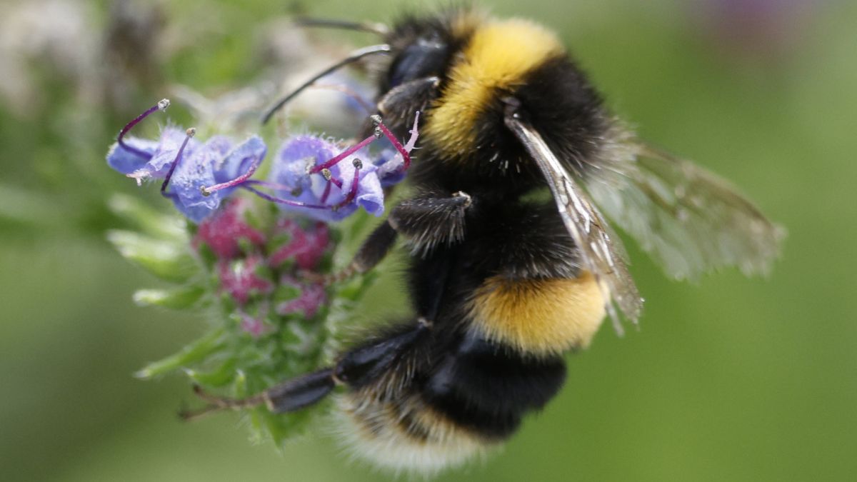 Scientists Have Trained Bumblebees to Understand a Form of Morse Code : ScienceAlert Scientists Have Trained Bumblebees to Understand a Form of Morse Code : ScienceAlert