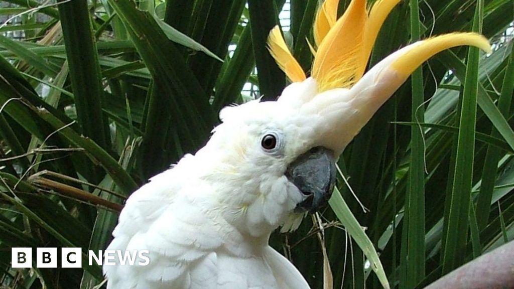 Dublin Zoo names parrot after Irish striker