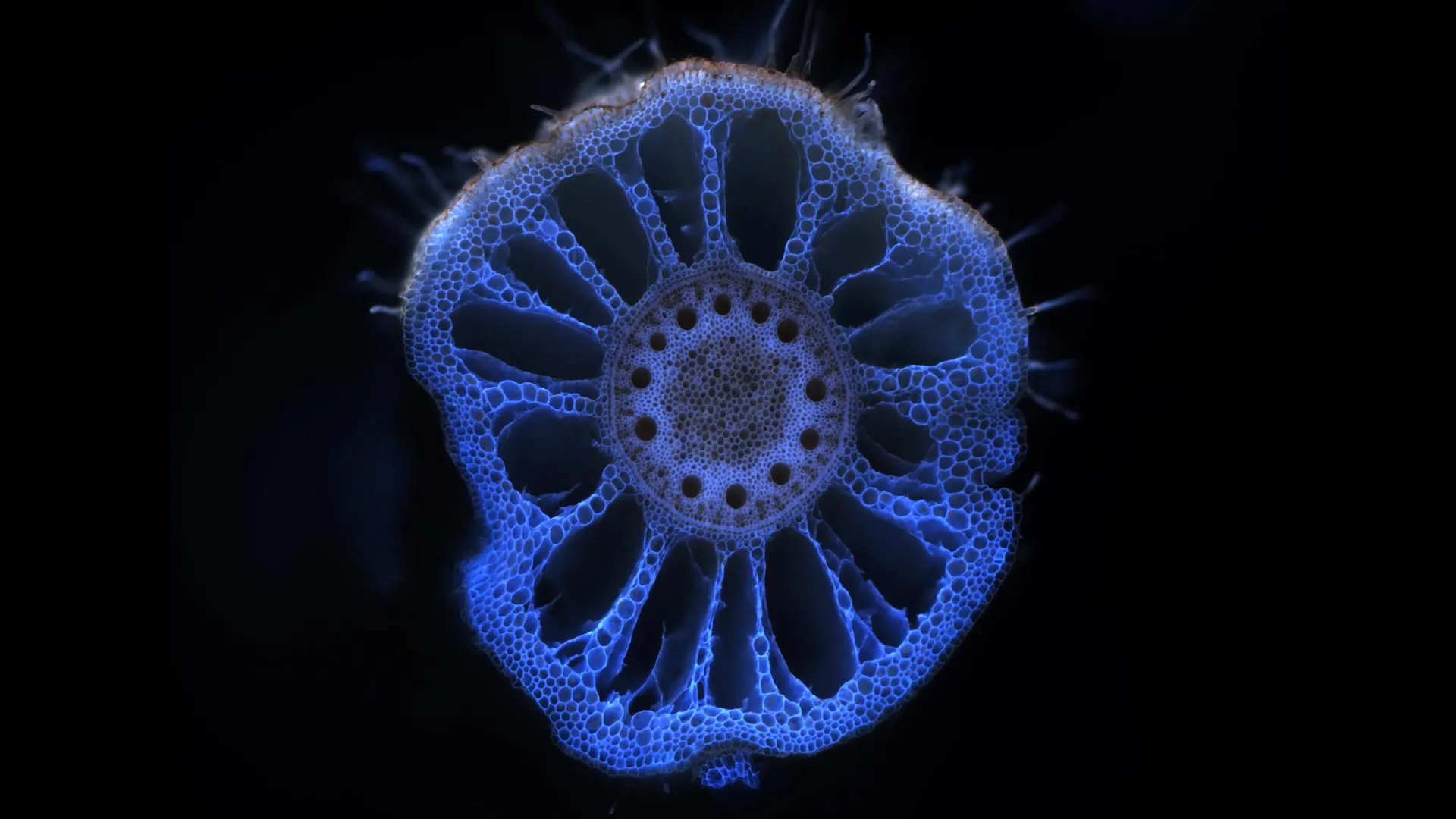 Soil microbes remember drought and help plants survive