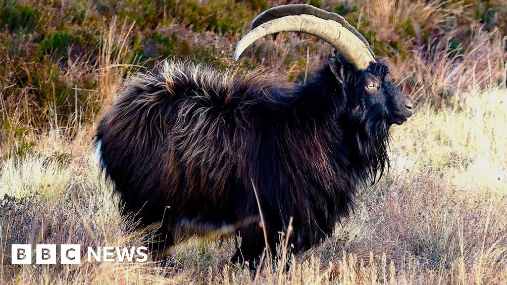 Turbine plan unveiled at wild goat cull site near Newcastleton