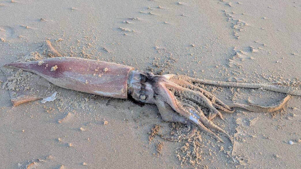 דיונון ענק נדיר נפלט לחוף סמוך לחיפה