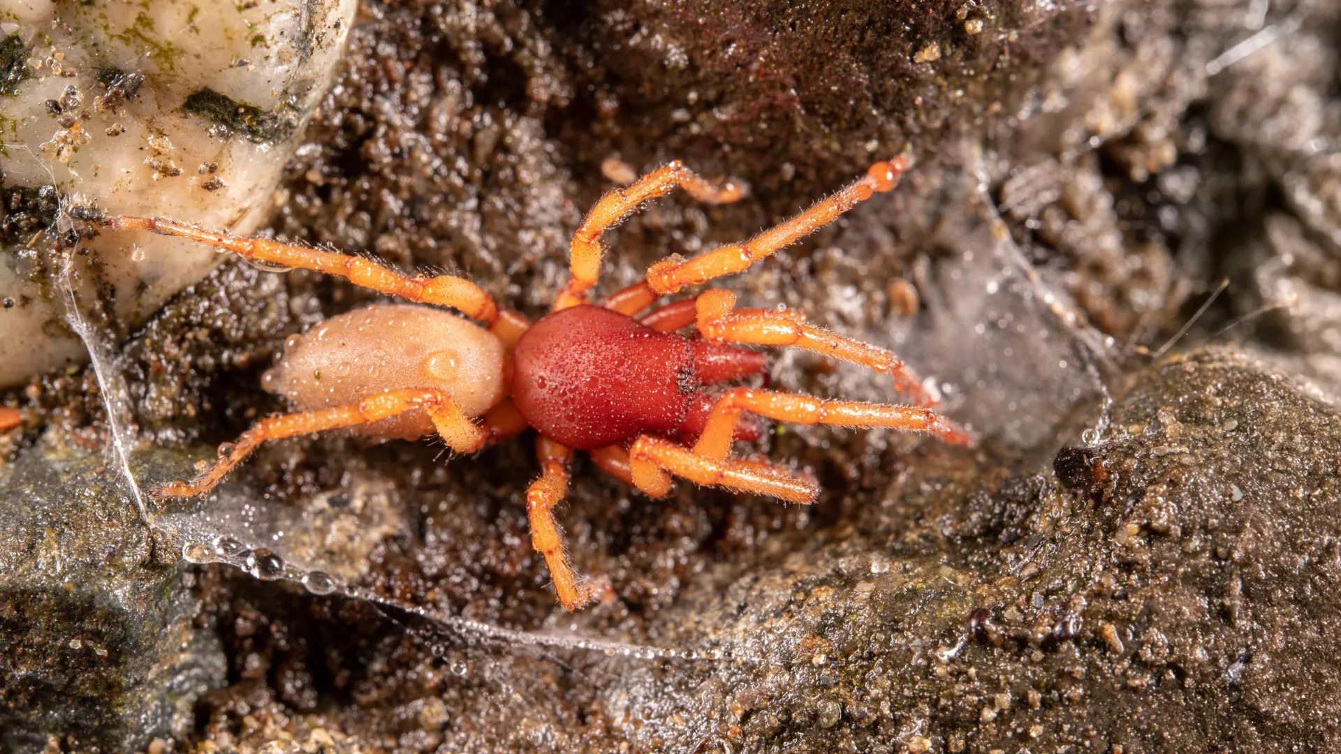 Scientists stunned as island spider loses half its genome