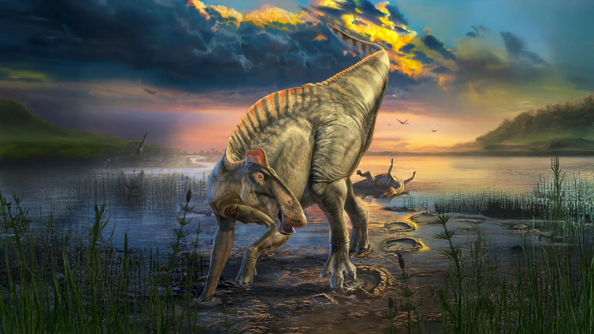 Dinosaur mummy found with hooves and a hidden crest