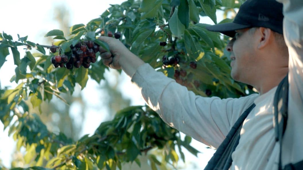Geofrut and Maersk keep Chile’s cherry exports fresh, fast and reliable