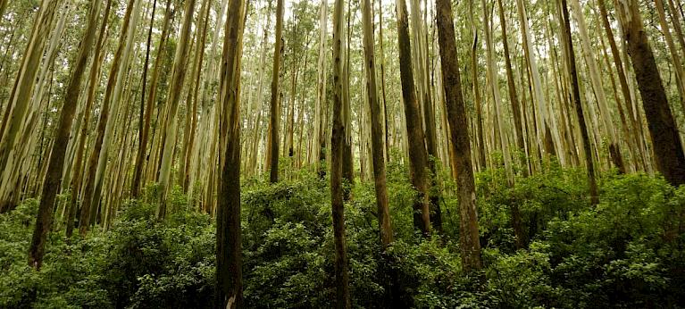 Vietnam boosts sustainable trade in timber