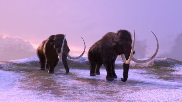 Ancient RNA Shows Yuka the Mammoth Was Male