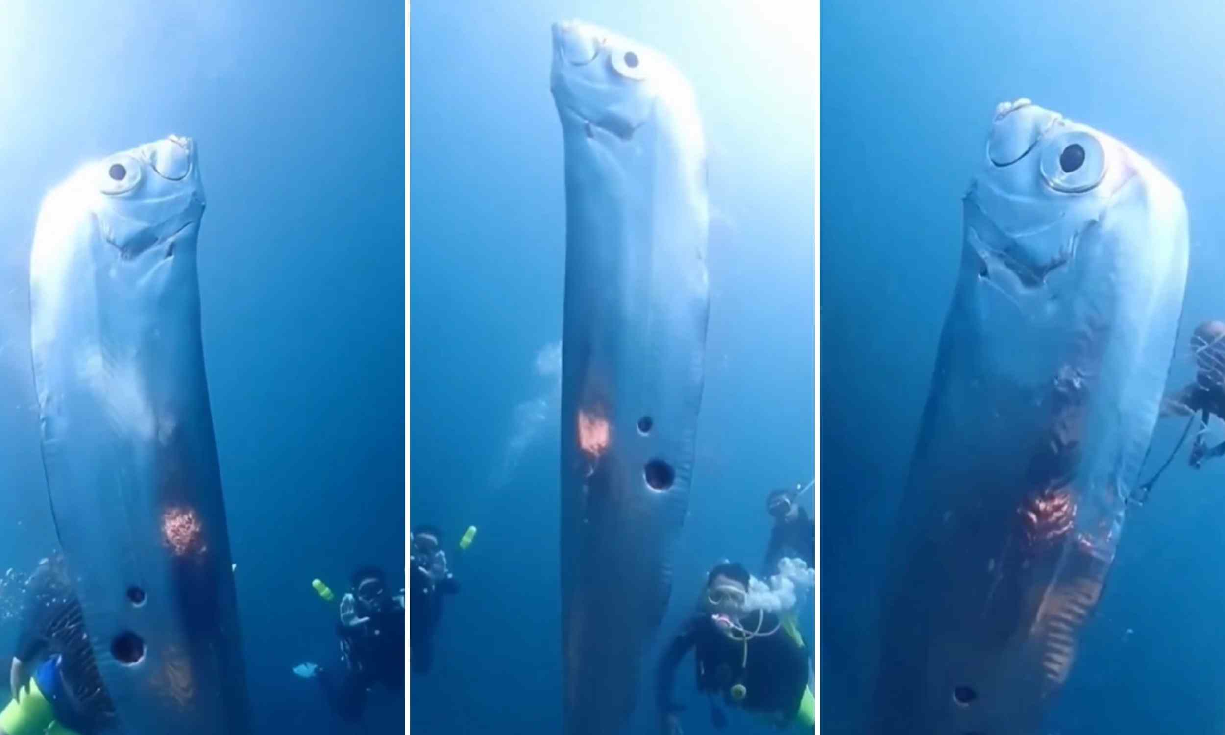 Group encounters a rare giant oarfish while diving off the coast