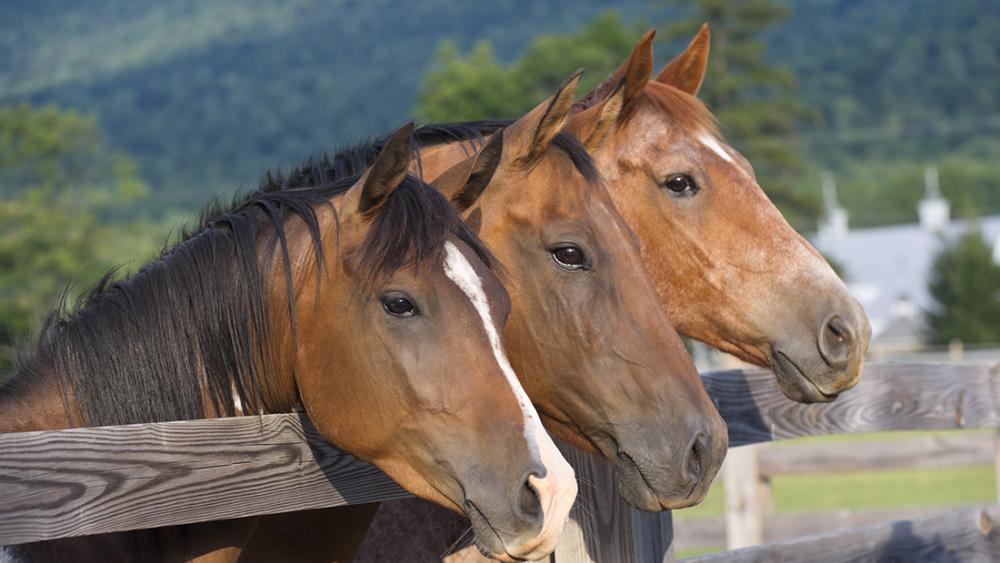 New method may improve blood test’s ability to detect inflammation in horses