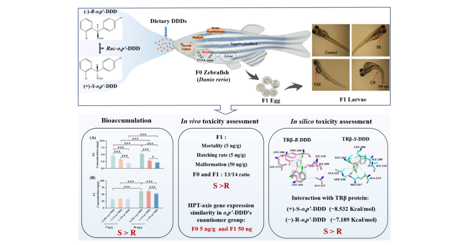 Enantioselective maternal transfer of pesticide metabolite and its thyroid effects