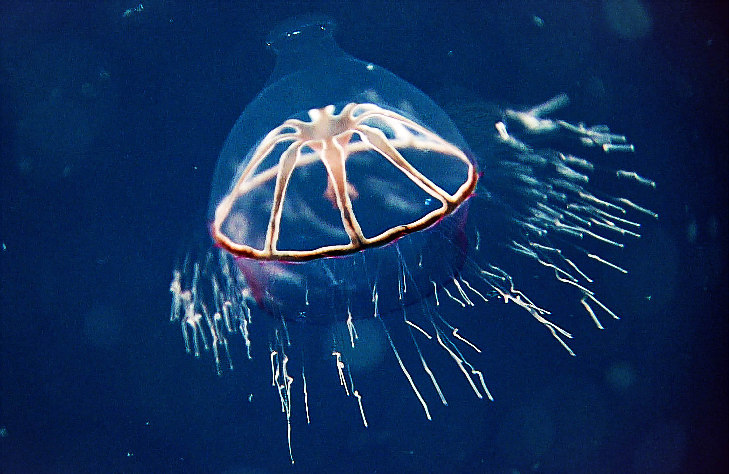 Invisible barrier discovered in the ocean that jellyfish won’t cross