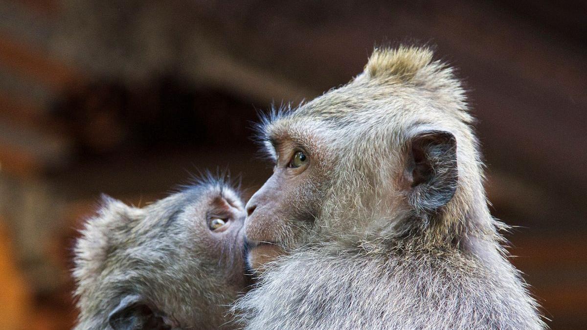 Ever wondered when the first kiss happened? Scientists say 21 million years ago!