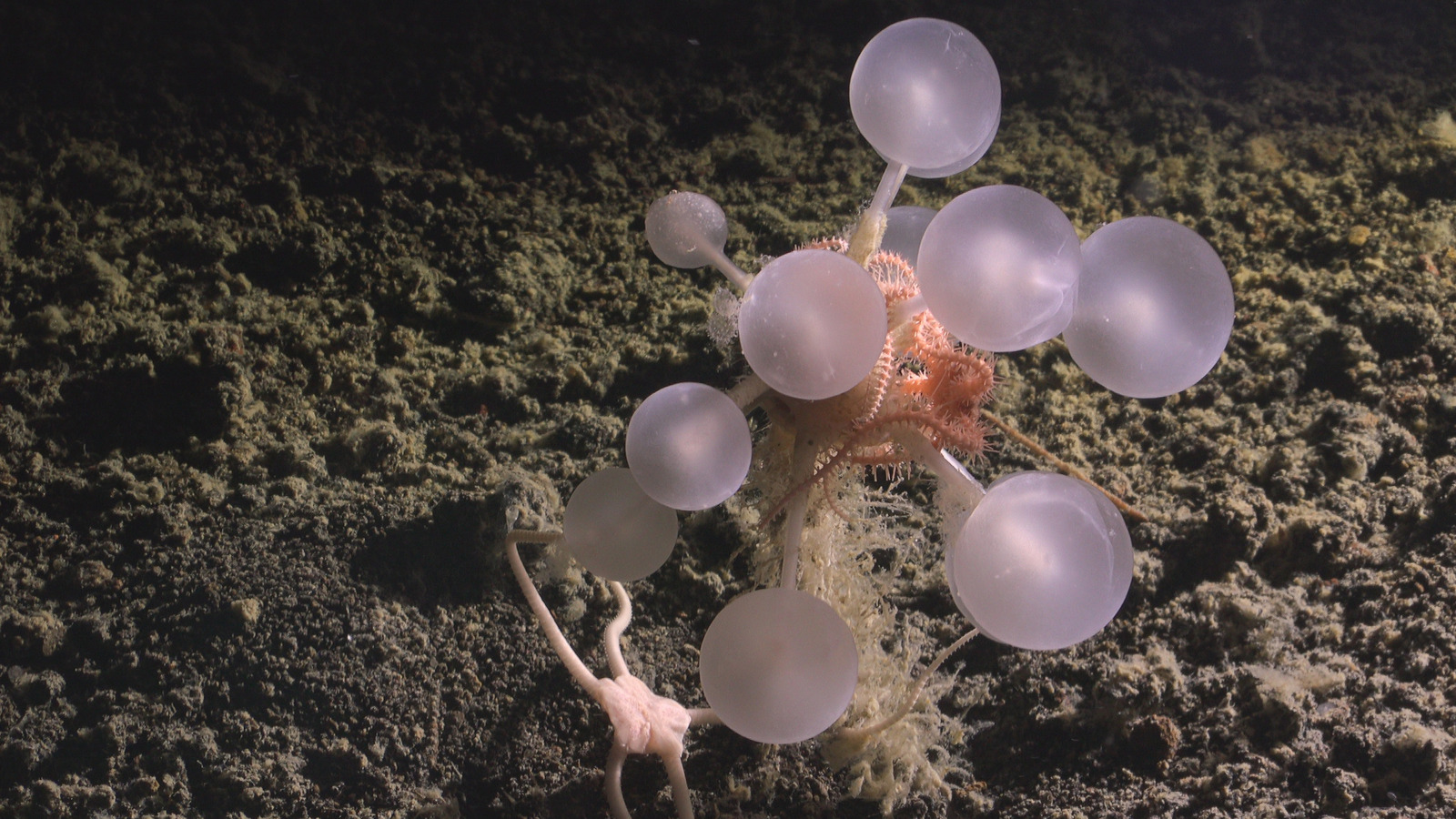 Scientists Have Discovered Dozens Of New Species At The Bottom Of The Ocean