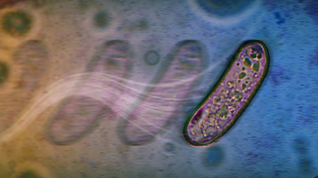 Bacteria Reveal New Tricks for Spreading on Surfaces
