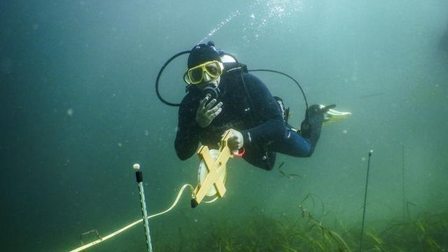 Hybrid “Super Seagrass” Could Save Coastal Ecosystems Hybrid “Super Seagrass” Could Save Coastal Ecosystems