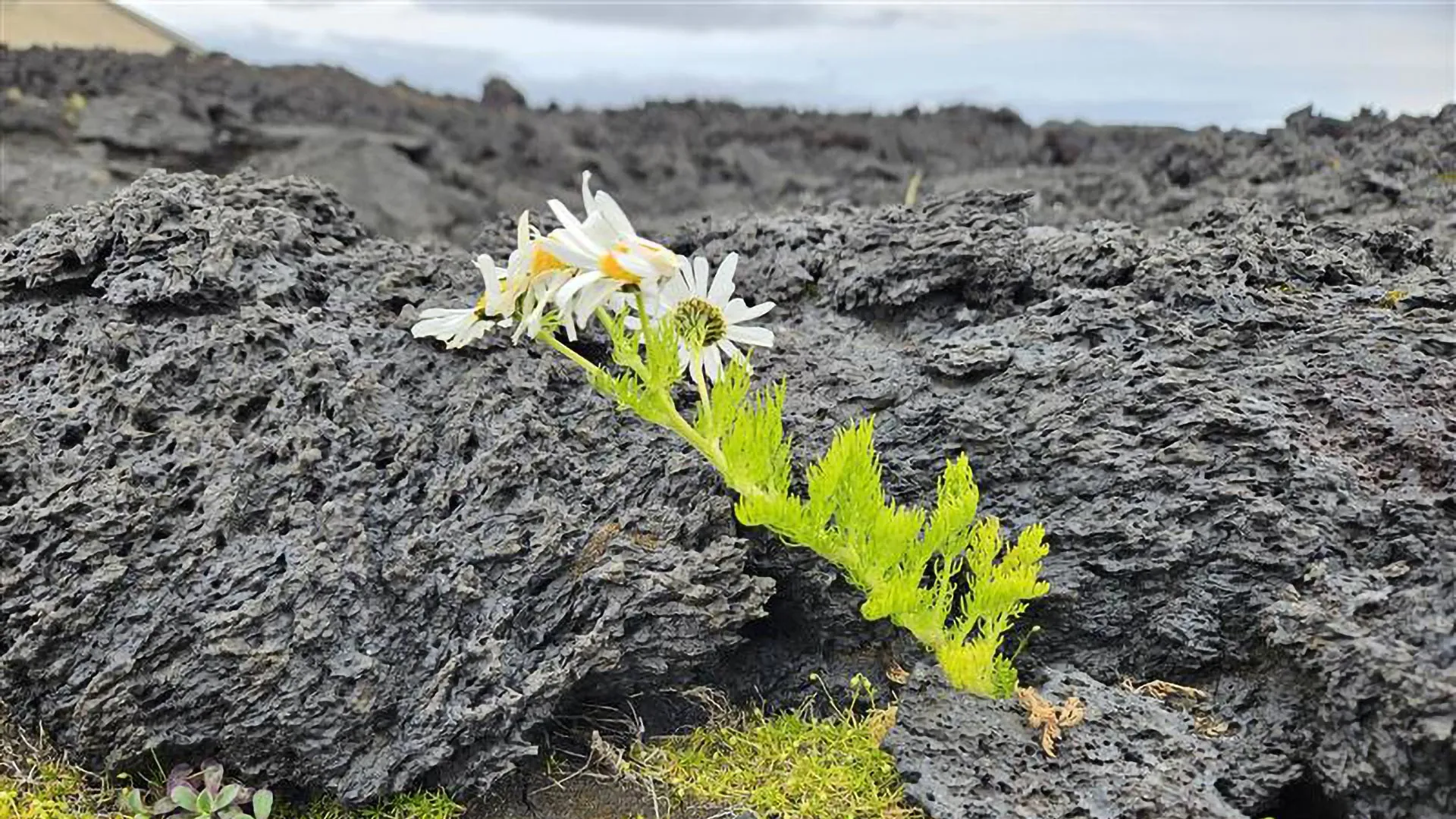 Birds, not wind, brought life to Iceland’s youngest island