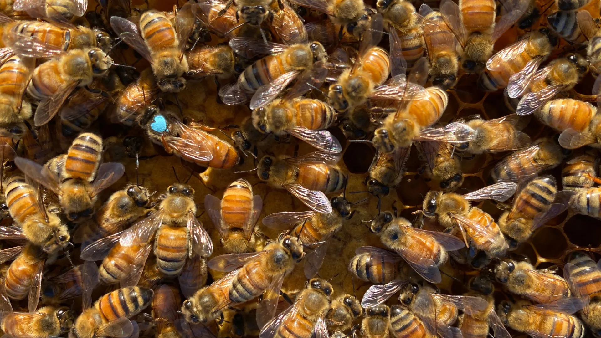The surprising reason bees replace their queens The surprising reason bees replace their queens