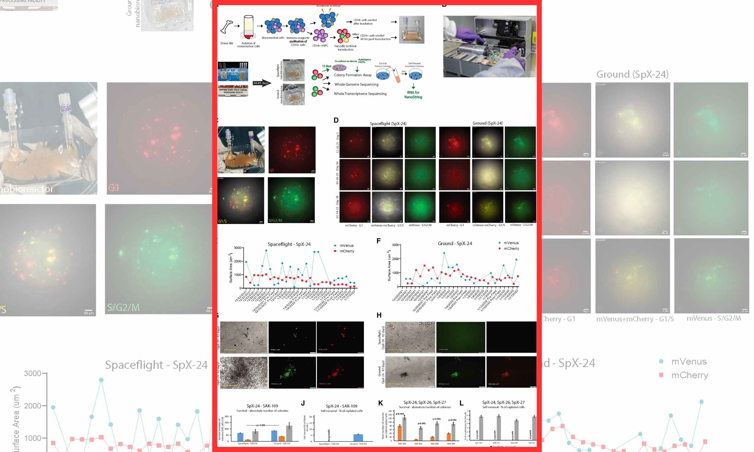 Space travel pushes human stem cells into accelerated aging