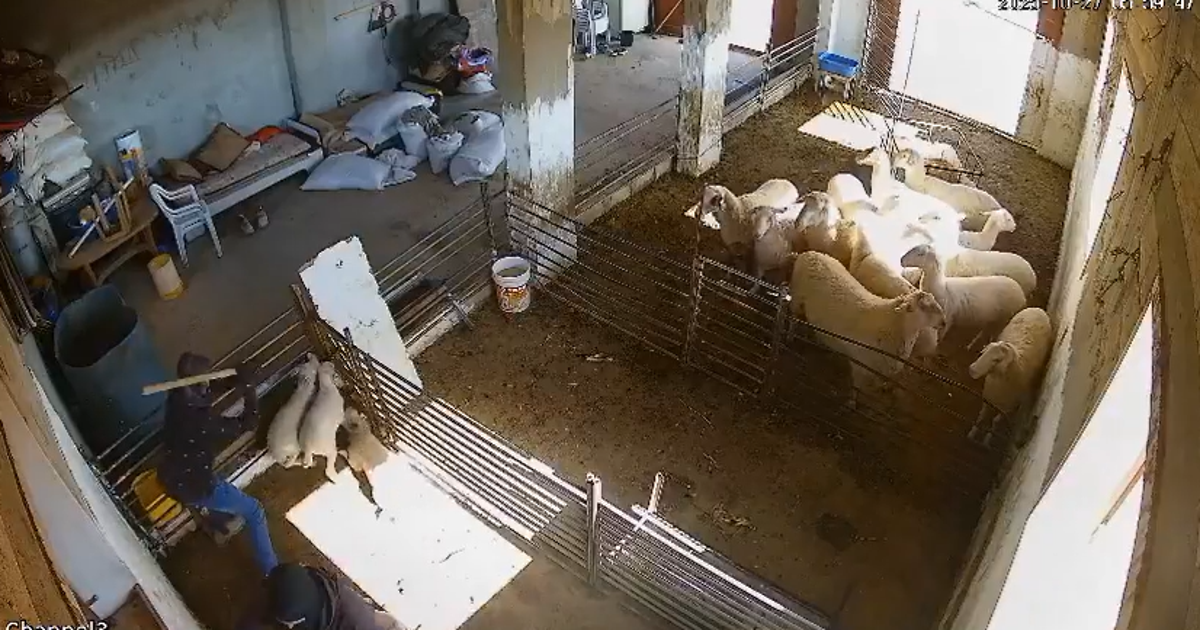 Israeli Settlers Filmed Torturing Lambs in a Palestinian-owned Pen in the West Bank – Haaretz