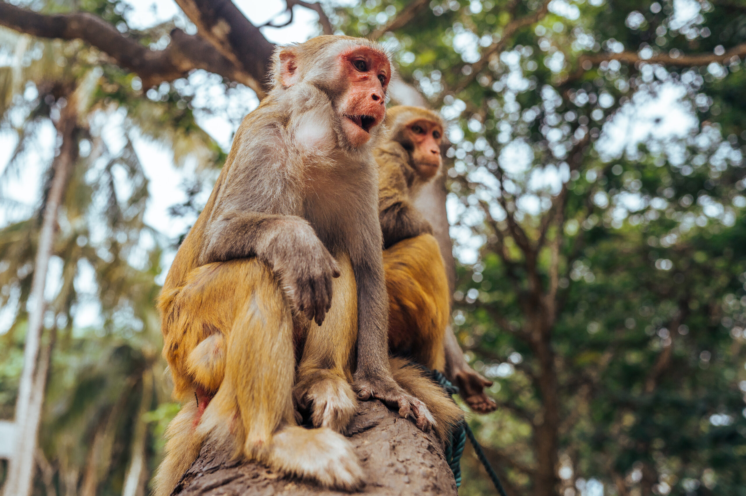 Why TIGIT cancer therapies work in monkeys but not humans