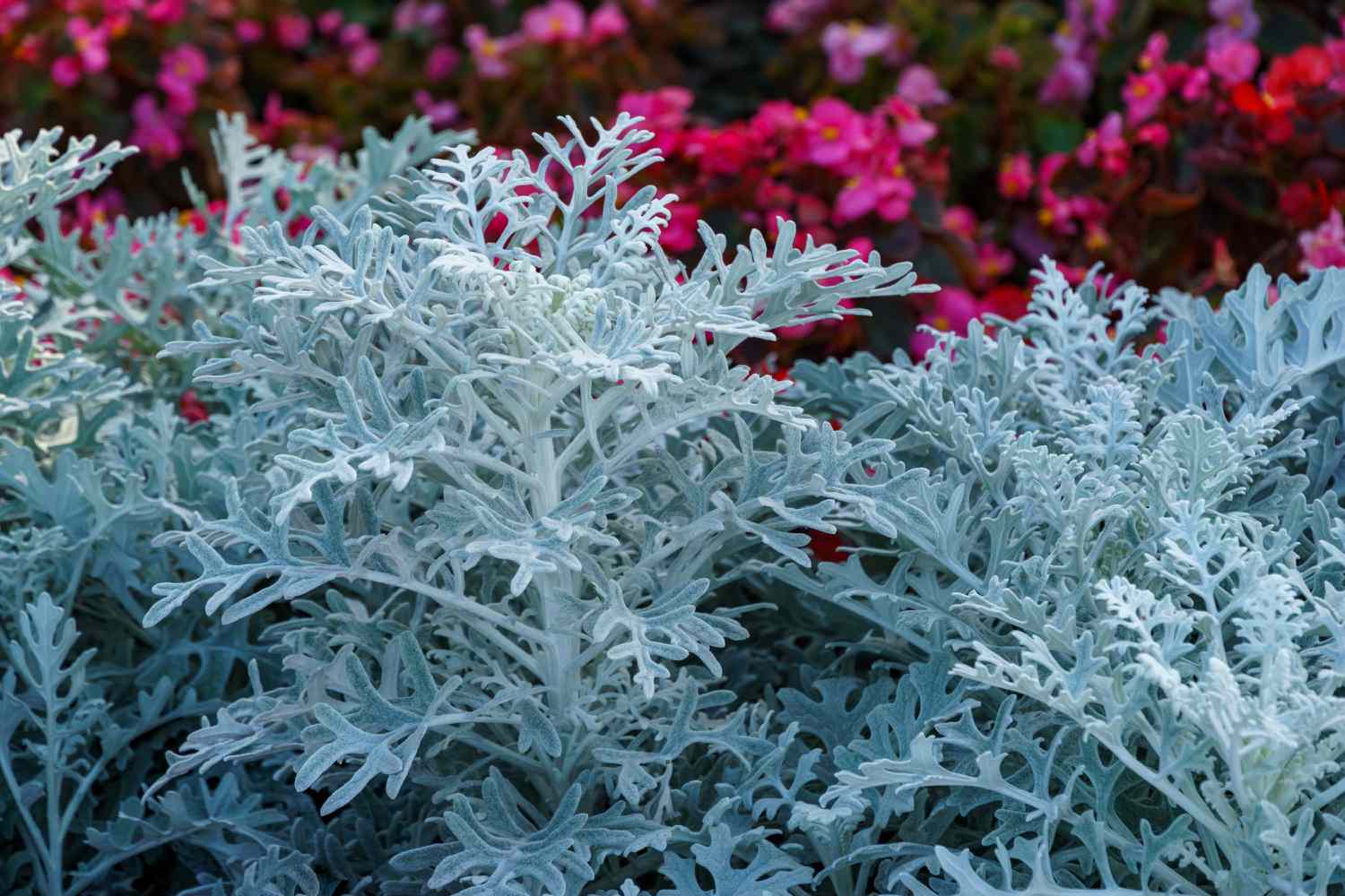 8 Hardy Container Plants You Can Leave Outside All Winter Long