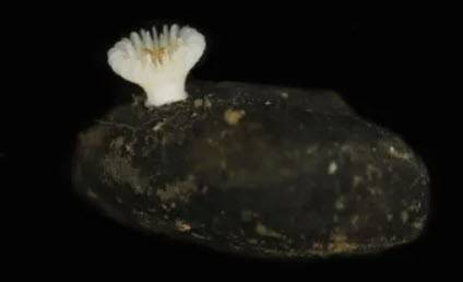 New Deep-Sea Coral Found On Nodules Targeted For