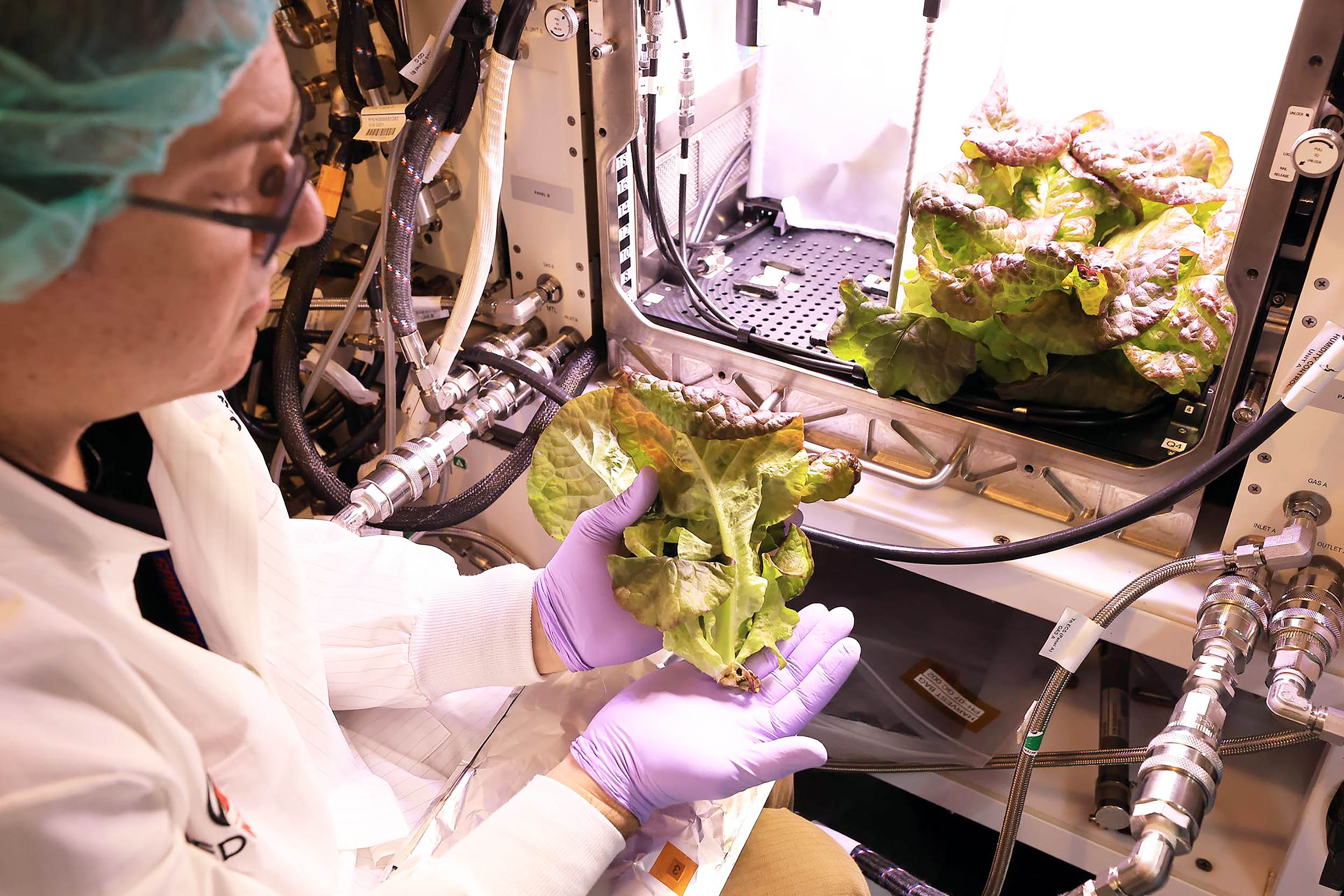 NASA learns space lettuce is not a solution for feeding astronauts