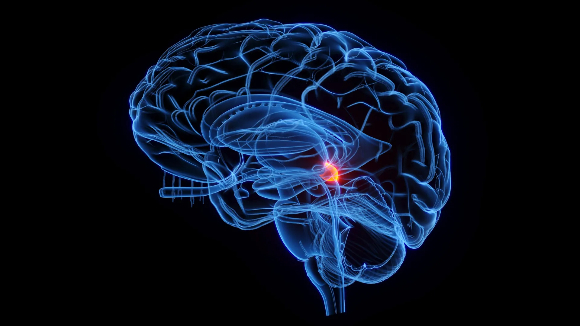 A 500-million-year-old brain “radar” still shapes how you see