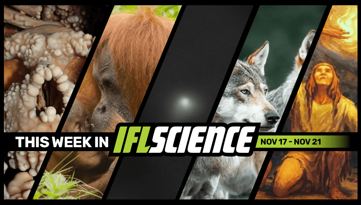 First-Ever Look At Neanderthal Nasal Cavity Shatters Expectations, NASA Reveals Comet 3I/ATLAS Images From 8 Missions, And Much More This Week First-Ever Look At Neanderthal Nasal Cavity Shatters Expectations, NASA Reveals Comet 3I/ATLAS Images From 8 Missions, And Much More This Week