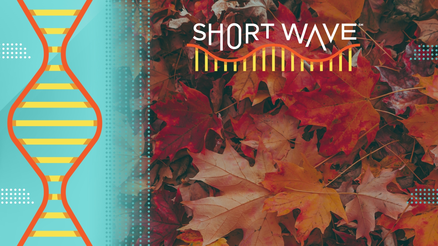 Why do fall leaves turn red? : Short Wave : NPR