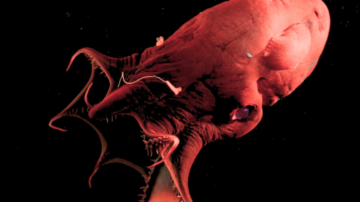 ‘Vampire Squid From Hell’ Reveals The Ancient Origins of Octopuses : ScienceAlert