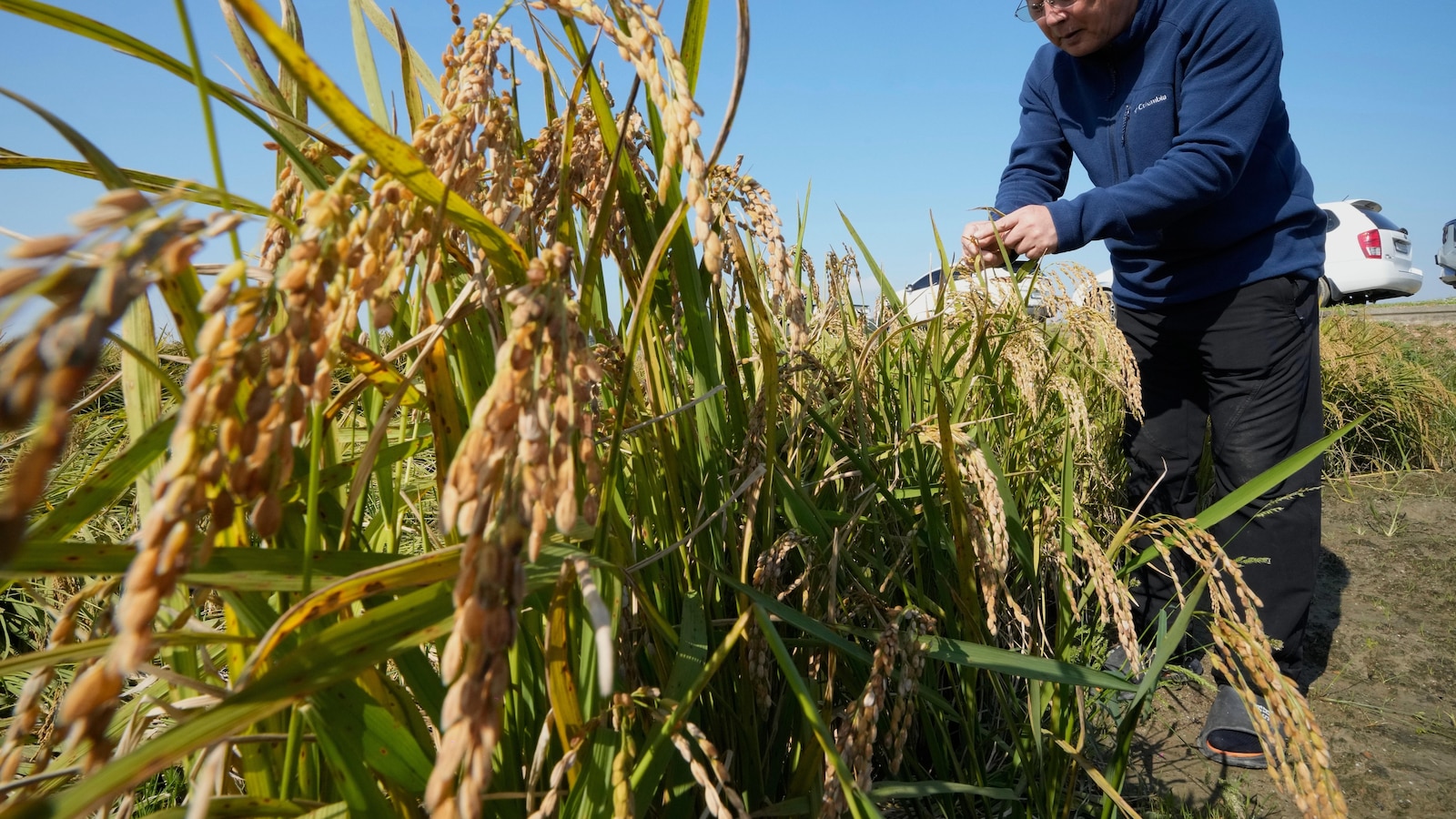 South Korean growers sue state power utility, blaming climate change for crop damage