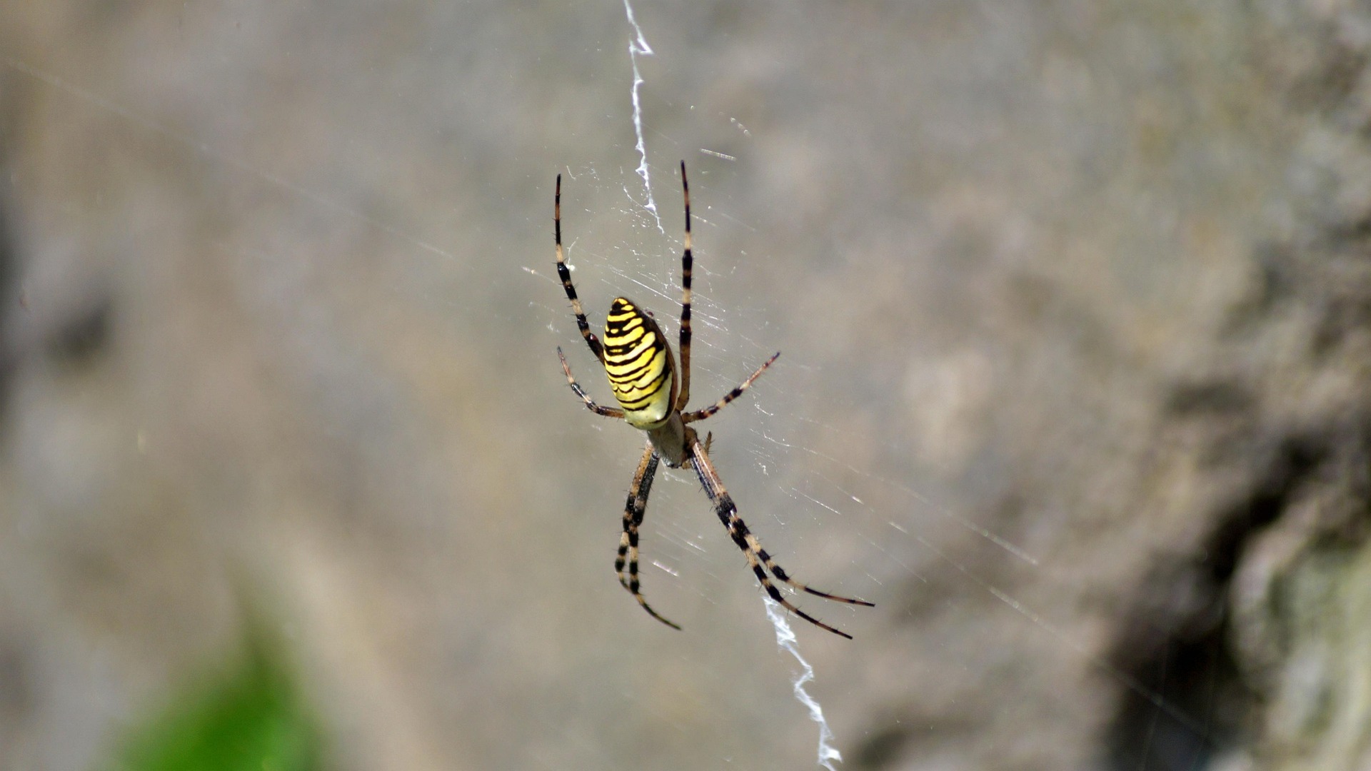 Spiders weave alarm system through web zigzags for prey detection Spiders weave alarm system through web zigzags for prey detection