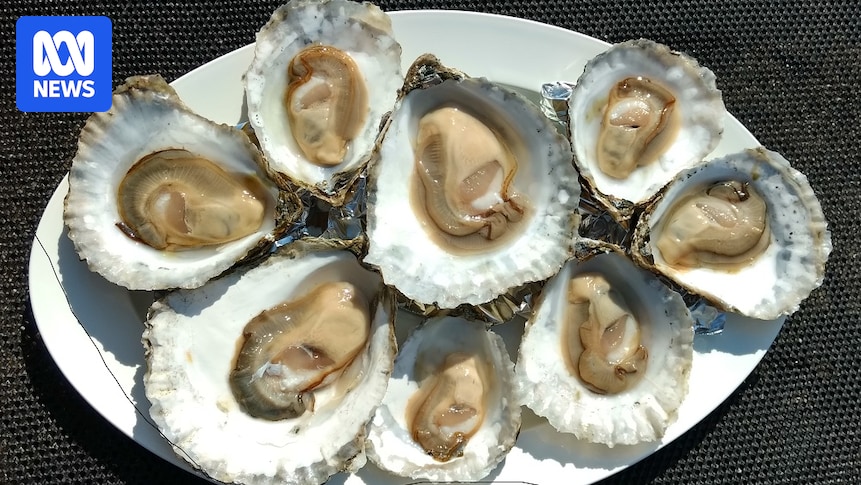 SA algal bloom impacts oyster farmers at Christmas SA algal bloom impacts oyster farmers at Christmas